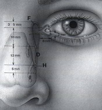 Anatomia